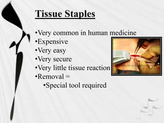 Tissue Staples
•Very common in human medicine
•Expensive
•Very easy
•Very secure
•Very little tissue reaction
•Removal =
•Special tool required
 