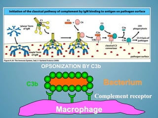 IMMUNOGLOBULINS.ppt