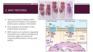 1. 1Introduction to Molecular regulation and signaling.pptx
