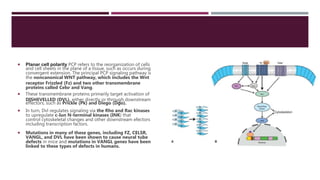 Pcp Pathway 1. 1Introduction to Molecular regulation and signaling.pptx