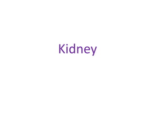 Kidney
 
