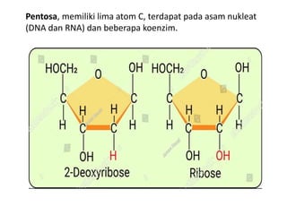 Pentosa, memiliki lima atom C, terdapat pada asam nukleat
(DNA dan RNA) dan beberapa koenzim.
 
