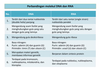 Perbandingan molekul DNA dan RNA
No. DNA RNA
1.
Terdiri dari dua rantai nukleotida
(double helix) panjang
Terdiri dari satu rantai (single strain)
nukleotida pendek
2.
Mengandung asam fosfat yang
menghubungkan gula yang satu
dengan gula yang lainnya
Mengandung asam fosfat yang
menghubungkan gula yang satu dengan
gula yang lainnya
3. Mengandung gula deoksiribosa Mengandung gula ribosa
4.
Basa nitrogen:
Purin: adenin (A) dan guanin (G)
Pirimidin: timin (T) dan sitosin (C)
Basa nitrogen:
Purin: adenin (A) dan guanin (G)
Pirimidin: urasil (U) dan sitosin (C)
5.
Merupakan materi genetik,
membawa informasi genetik
Berperan dalam sintesis protein
6.
Terdapat pada kromosom,
nukleoplasma, mitokondria, dan
kloroplas
Terdapat pada nukleolus, nukleoplasma,
dan sitoplasma
 