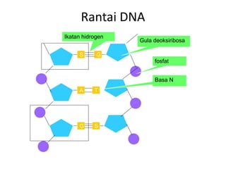 T
S
A
G
G
S
Gula deoksiribosa
fosfat
Basa N
Ikatan hidrogen
Rantai DNA
 