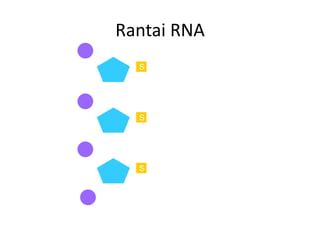 Rantai RNA
S
S
S
 