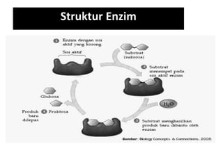 Struktur Enzim
 