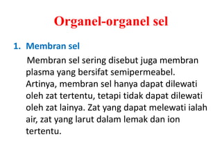 Organel-organel sel
1. Membran sel
Membran sel sering disebut juga membran
plasma yang bersifat semipermeabel.
Artinya, membran sel hanya dapat dilewati
oleh zat tertentu, tetapi tidak dapat dilewati
oleh zat lainya. Zat yang dapat melewati ialah
air, zat yang larut dalam lemak dan ion
tertentu.
 