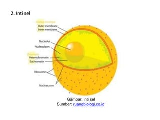 2. Inti sel
Gambar: inti sel
Sumber: ruangbiologi.co.id
 