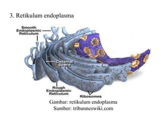 3. Retikulum endoplasma
Gambar: retikulum endoplasma
Sumber: tribunneswiki.com
 