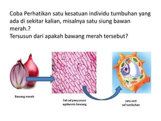 Coba Perhatikan satu kesatuan individu tumbuhan yang
ada di sekitar kalian, misalnya satu siung bawan
merah.?
Tersusun dari apakah bawang merah tersebut?
 