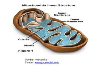 Gambar: mitokondria
Sumber: www.gurusekolah.co.id
 