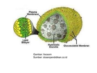 Gambar: lisosom
Sumber: dosenpendidikan.co.id
 