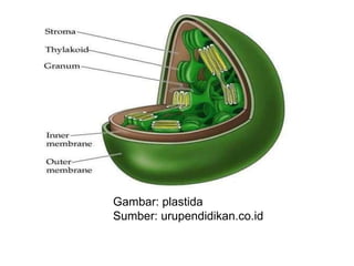 Gambar: plastida
Sumber: urupendidikan.co.id
 