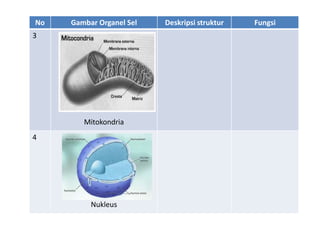 No Gambar Organel Sel Deskripsi struktur Fungsi
3
Mitokondria
4
Nukleus
 