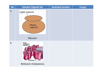 No Gambar Organel Sel Deskripsi struktur Fungsi
5
Ribosom
6
Retikulum Endoplasma
 