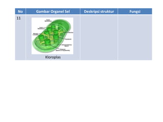 No Gambar Organel Sel Deskripsi struktur Fungsi
11
Kloroplas
 