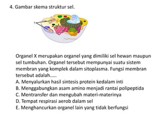 4. Gambar skema struktur sel.
Organel X merupakan organel yang dimiliki sel hewan maupun
sel tumbuhan. Organel tersebut mempunyai suatu sistem
membran yang komplek dalam sitoplasma. Fungsi membran
tersebut adalah.....
A. Menyalurkan hasil sintesis protein kedalam inti
B. Menggabungkan asam amino menjadi rantai polipeptida
C. Mentransfer dan mengubah materi-materinya
D. Tempat respirasi aerob dalam sel
E. Menghancurkan organel lain yang tidak berfungsi
 