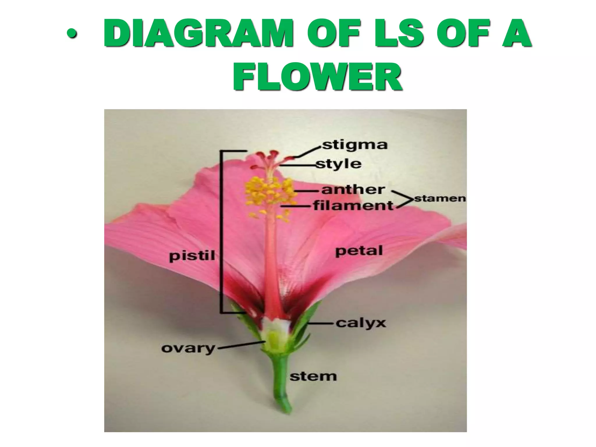• DIAGRAM OF LS OF A
FLOWER
 