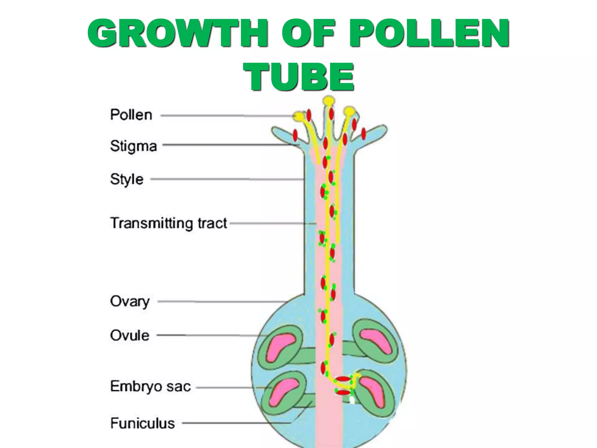 GROWTH OF POLLEN
TUBE
 