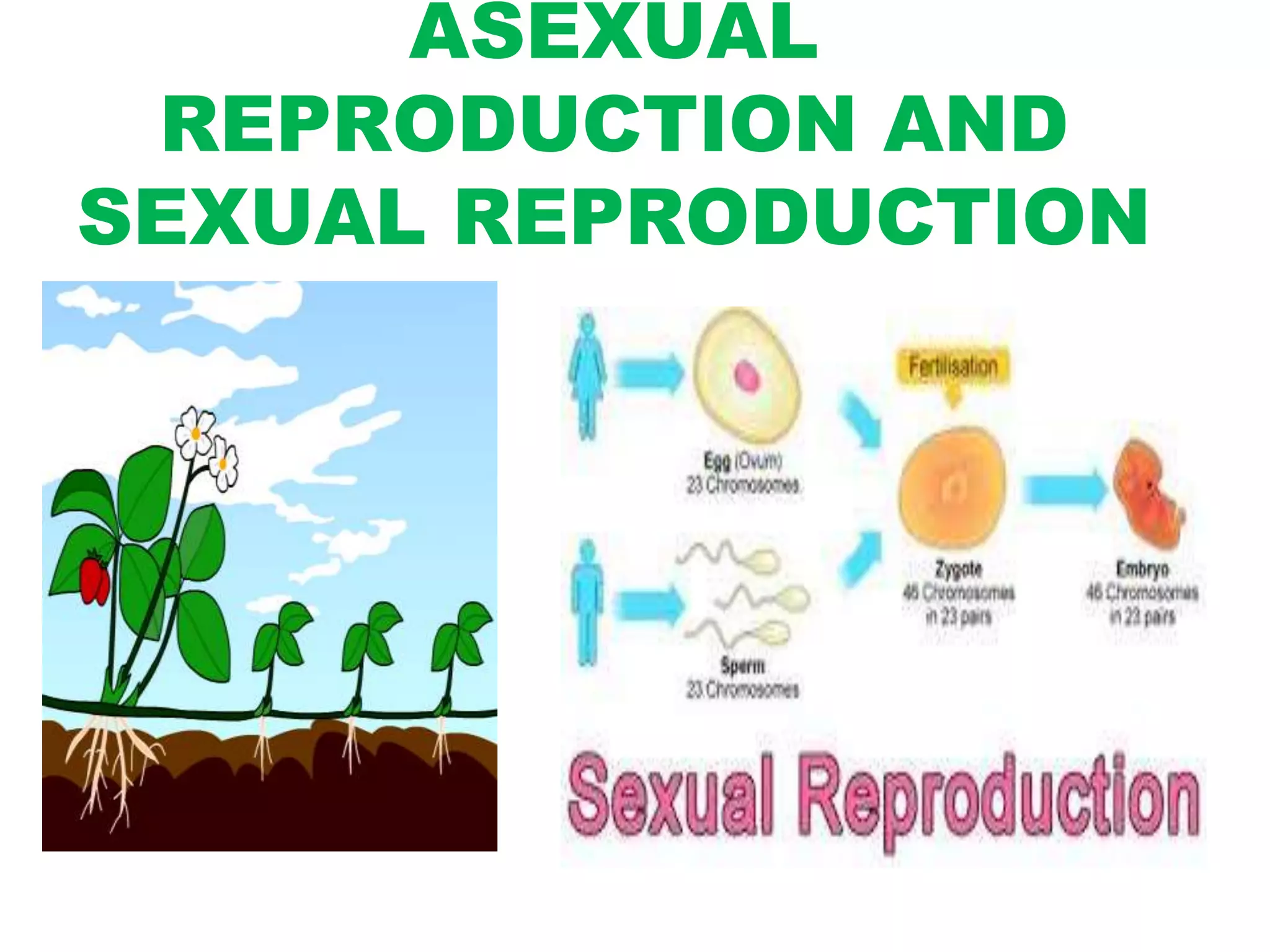 ASEXUAL
REPRODUCTION AND
SEXUAL REPRODUCTION
 
