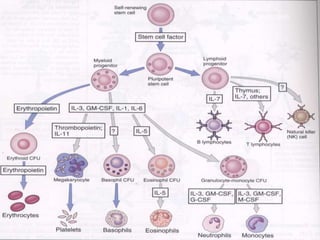 Abbas, et. al., 2000
 