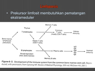 • Prekursor limfosit membutuhkan pematangan
ekstrameduler
 