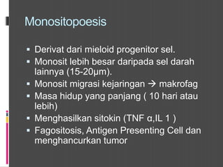 Monositopoesis
 Derivat dari mieloid progenitor sel.
 Monosit lebih besar daripada sel darah
lainnya (15-20µm).
 Monosit migrasi kejaringan  makrofag
 Masa hidup yang panjang ( 10 hari atau
lebih)
 Menghasilkan sitokin (TNF α,IL 1 )
 Fagositosis, Antigen Presenting Cell dan
menghancurkan tumor
 
