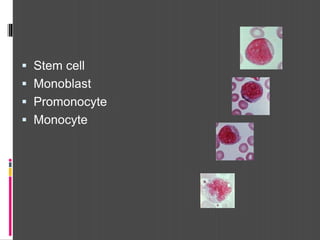  Stem cell
 Monoblast
 Promonocyte
 Monocyte
 