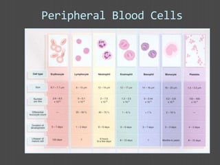 Peripheral Blood Cells
 