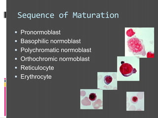Sequence of Maturation
 Pronormoblast
 Basophilic normoblast
 Polychromatic normoblast
 Orthochromic normoblast
 Reticulocyte
 Erythrocyte
 
