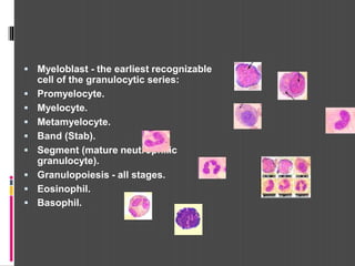  Myeloblast - the earliest recognizable
cell of the granulocytic series:
 Promyelocyte.
 Myelocyte.
 Metamyelocyte.
 Band (Stab).
 Segment (mature neutrophilic
granulocyte).
 Granulopoiesis - all stages.
 Eosinophil.
 Basophil.
 