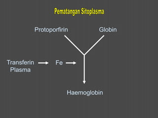 Protoporfirin Globin
Haemoglobin
Fe
Transferin
Plasma
 