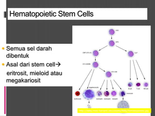 Hematopoietic Stem Cells
 Semua sel darah
dibentuk
 Asal dari stem cell
eritrosit, mieloid atau
megakariosit
http://daley.med.harvard.edu/assets/Willy/hematopoiesis.jpg
 