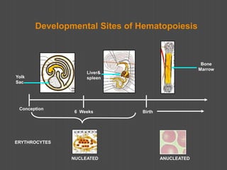 ERYTHROCYTES
Birth
6 Weeks
Conception
NUCLEATED ANUCLEATED
Yolk
Sac
Liver&
spleen
Bone
Marrow
Developmental Sites of Hematopoiesis
 