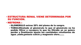 • ESTRUCTURA RENAL VIENE DETERMINADA POR
SU FUNCION.
• NEFRONA :
• GLOMERULO extrae 20% del plama de la sangre.
• TÚBULOS(añade al glomérulo lo que el glomérulo no ha
podido filtrar y recupera lo que ha filtrado yn se quiere
perder y finalmente ajusta las cantidades resultantes de
agua ,sodio,potasio calcio y magnesio cloro…….
 