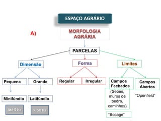 ESPAÇO AGRÁRIO
Dimensão Forma Limites
A)
Pequena Grande Regular Irregular Campos
Fechados
Minifúndio Latifúndio
Campos
Abertos
“Bocage”
(Sebes,
muros de
pedra,
caminhos)
“Openfield”
Até 5 ha > 50 ha
 