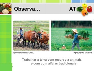 Observa… AT
Trabalhar a terra com recurso a animais
e com com alfaias tradicionais
Agricultor em Dali, China. Agricultor na Tailândia.
 