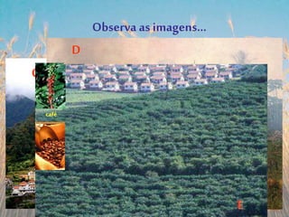 Qual o tipo deagricultura?
Observa as imagens…
A B
C
D
café
E
 