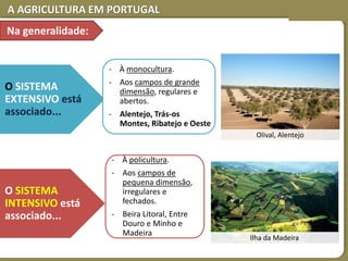 A AGRICULTURA EM PORTUGAL
O SISTEMA
EXTENSIVO está
associado...
- À monocultura.
- Aos campos de grande
dimensão, regulares e
abertos.
- Alentejo, Trás-os
Montes, Ribatejo e Oeste
O SISTEMA
INTENSIVO está
associado...
- À policultura.
- Aos campos de
pequena dimensão,
irregulares e
fechados.
- Beira Litoral, Entre
Douro e Minho e
Madeira
Ilha da Madeira
Olival, Alentejo
Na generalidade:
 