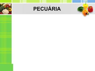 PECUÁRIA
 