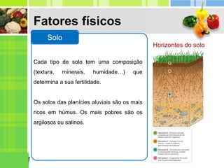 Fatores físicos
Cada tipo de solo tem uma composição
(textura, minerais, humidade…) que
determina a sua fertilidade.
Os solos das planícies aluviais são os mais
ricos em húmus. Os mais pobres são os
argilosos ou salinos.
Solo
Horizontes do solo
 