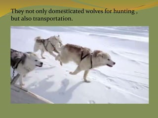 They not only domesticated wolves for hunting ,
but also transportation.
 