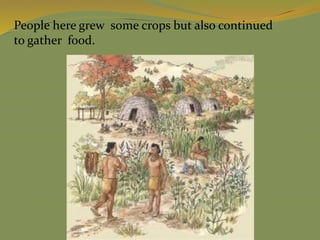 People here grew some crops but also continued
to gather food.
 