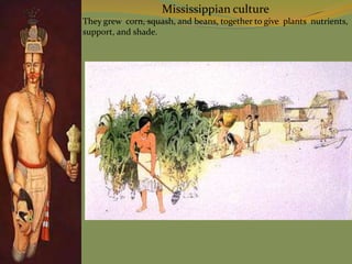 Mississippian culture
They grew corn, squash, and beans, together to give plants nutrients,
support, and shade.
 