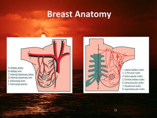 Breast Anatomy
11
 