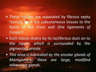 • These lobules are separated by fibrous septa
running from the subcutaneous tissues to the
fascia of the chest wall (the ligaments of
Cooper).
• Each lobule drains by its lactiferous duct on to
the nipple, which is surrounded by the
pigmented areola.
• This area is lubricated by the areolar glands of
Montgomery; these are large, modified
sebaceous glands. 7
 