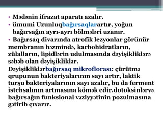 • Mədənin ifrazat aparatı azalır.
• ümumi Uzunluqbağırsaqlarartır, yoğun
bağırsağın ayrı-ayrı bölmələri uzanır.
• Bağırsaq divarında atrofik lezyonlar görünür
membranın həzmində, karbohidratların,
zülalların, lipidlərin udulmasında dəyişikliklərə
səbəb olan dəyişikliklər.
Dəyişikliklərbağırsaq mikroflorası: çürütmə
qrupunun bakteriyalarının sayı artır, laktik
turşu bakteriyalarının sayı azalır, bu da ferment
istehsalının artmasına kömək edir.dotoksinlərvə
bağırsağın funksional vəziyyətinin pozulmasına
gətirib çıxarır.
 