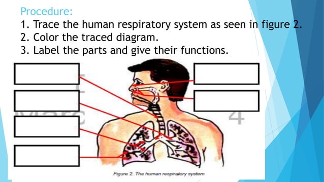 1 The Human Breathing System Pptx