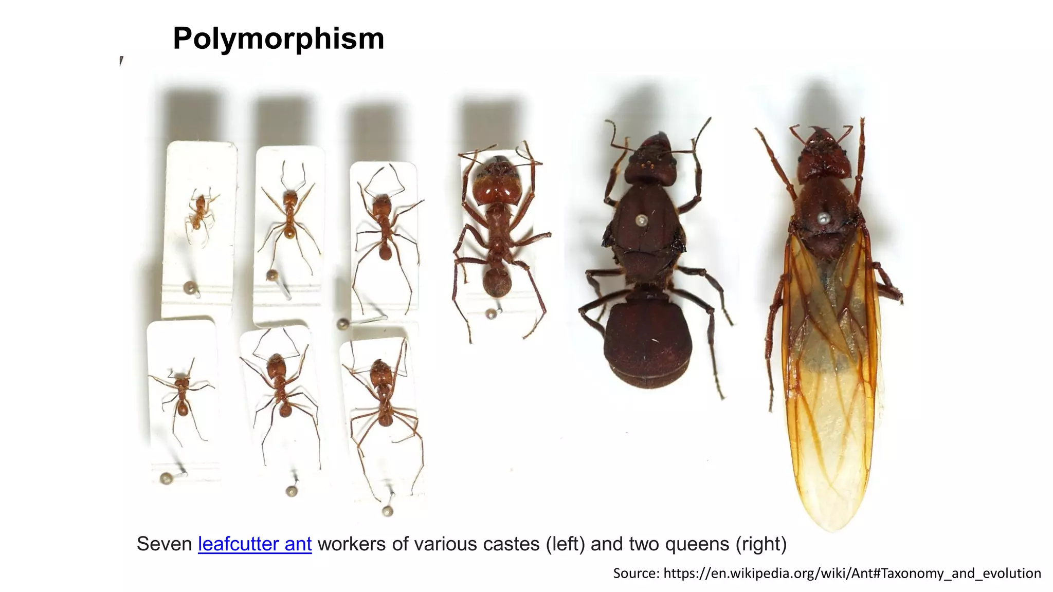 1. Purnama Hidayat-taxonomy ants.pdf