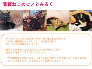 看板ねこのピノとみるく
ピノとみるくは同じお母さんから一緒に生まれた姉妹です。
３年前に保護猫となっていたところを迎え入れて
わたしたちは家族になりました。
最初は人が怖かった2人も今ではすっかり慣れてきて、
自分から甘えてくるようになりました。
『今回看板ねこに就任して、みなさんのお世話をさせて頂くことになりました。
がんばりますので、どうぞよろしくお願いしますニャ』
 